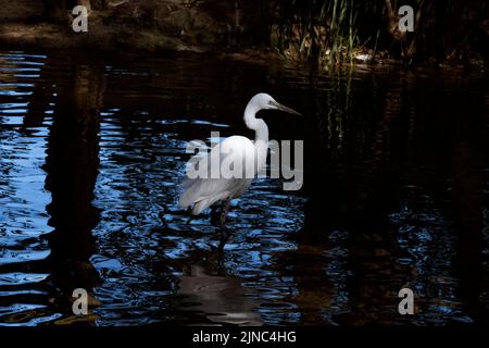 Un grande Egret (Ardea alba) sta in acqua a Sydney, NSW, Australia (Foto di Tara Chand Malhotra) Foto Stock