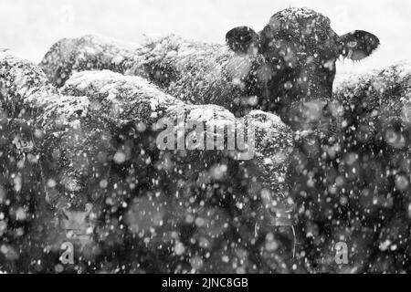 Angus mucche nella neve bianco e nero Foto Stock