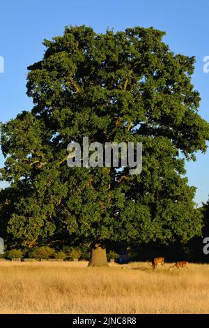 Londra, Regno Unito, 10th ago, 2022. Un paio di cervi rossi si trovano sotto un albero di quercia. Dopo aver proseguito in condizioni calde e soleggiate, con il luglio più secco sul record ha lasciato il parco Teddington con ampie aree di erba ingiallente. Questa settimana è stato emesso un avviso di temperatura estrema ambra dall'ufficio MET, poiché si prevede che le temperature raggiungano la metà dei 30 gradi celsius. Credit: Undicesima ora di Fotografia/Alamy Live News Foto Stock