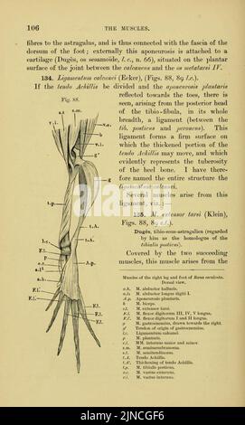 L'anatomia della rana (pagina 106, Fig. 88) Foto Stock