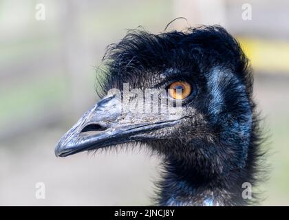 Ritratto di una testa di struzzo che ti guarda Foto Stock