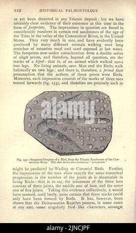 L'antica vita-storia della terra (pagina 222) Foto Stock