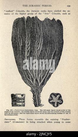 L'antica vita-storia della terra (pagina 239) Foto Stock