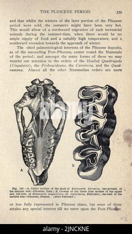 L'antica vita-storia della terra (pagina 339) Foto Stock