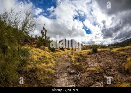 Vista panoramica della Tonto National Forest, Arizona Foto Stock