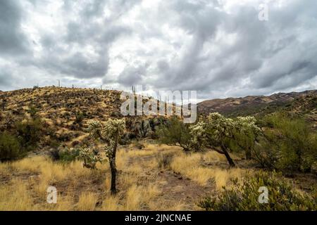 Vista panoramica della Tonto National Forest, Arizona Foto Stock