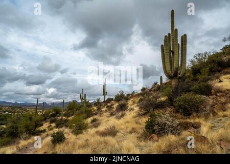 Vista panoramica della Tonto National Forest, Arizona Foto Stock