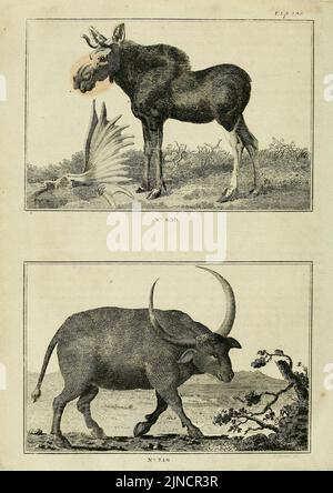 Il regno animale, o sistema zoologico, del celebre Sir Charles Linnaeus (Pl. 295) (7064276963) Foto Stock