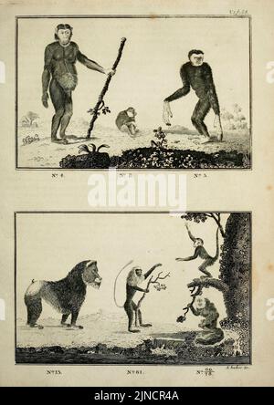 Il regno animale, o sistema zoologico, del celebre Sir Charles Linnaeus (Pl. 54) (7064273219) Foto Stock