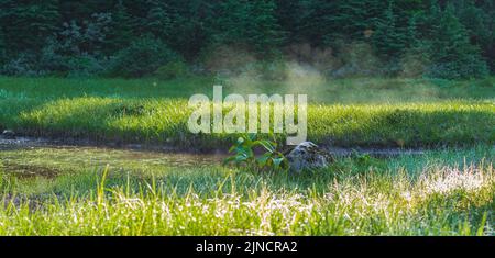 Estate mattina vista della zona paludosa. Vista panoramica della splendida alba sopra lo stagno o il lago al mattino presto con nebbia nuvolosa sull'acqua. Nessuno, blu Foto Stock