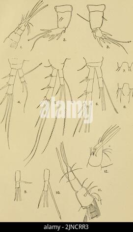 Gli Annali e la rivista di storia naturale; zoologia, botanica e geologia (1920) (18412246895) Foto Stock