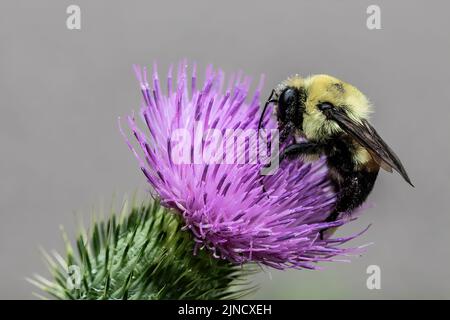 Bumblebee impollinante di una pianta di cardo viola. Foto Stock