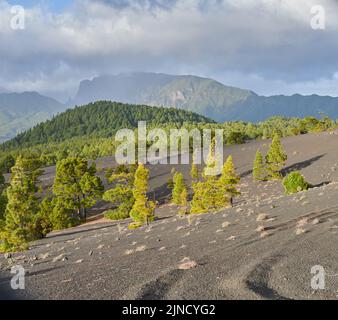 La Cumbre Nueva a la Palma. Bellissimo paesaggio di lava sulla Cumbre Nueva a la Palma. Foto Stock