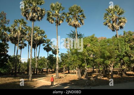 Un abitante del villaggio è fotografato davanti agli alberi a clima secco, tra cui la palma da zucchero (Borassus flabellifer), che è preziosa per la gente del posto a Rote Island, Nusa Tenggara orientale, Indonesia. Foto Stock