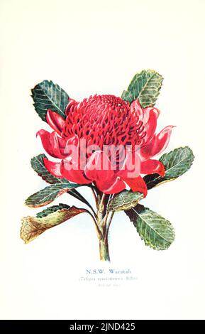 La flora australiana in arte applicata Foto Stock