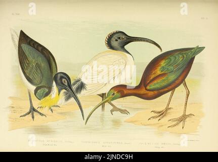 Gli uccelli di Australia (16795399375) Foto Stock