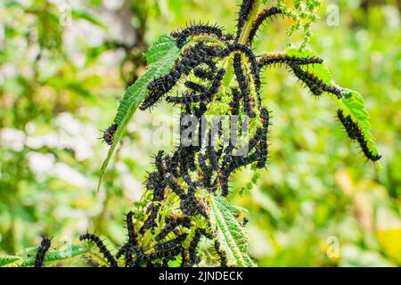 Molti cerchietti neri della farfalla di pavone sulle ortiche da vicino, sfondo sfocato. Un bruco nero con punte e punti bianchi mangia l Foto Stock