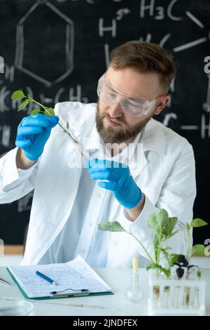 Il biologo conduce esperimenti sperimentando l'allevamento di piante mediante sintesi di composti, con l'uso di una provetta in un laboratorio moderno Foto Stock