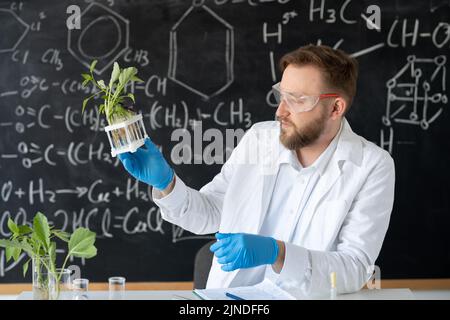 Uno scienziato maschile in un laboratorio chimico o biologico conduce esperimenti con provette per la coltivazione di una pianta senza terreno, analizzando le piante in un Foto Stock