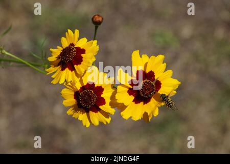 Flowers of Plains Coreopsis, Golden Tickseed (Coreopsis tinctoria), famiglia Asteraceae. Volare Batman hoverfly Myathropa florea. Estate, agosto. Foto Stock