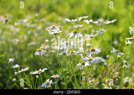 Splendidi fiori di camomilla in prato. Primavera o estate scena naturale. Messa a fuoco selettiva. Foto Stock
