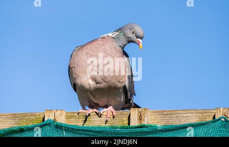 Piccione di legno (Columba palumbus) arroccato su una recinzione in Inghilterra, Regno Unito. Woodpigeon appollaiato. Foto Stock