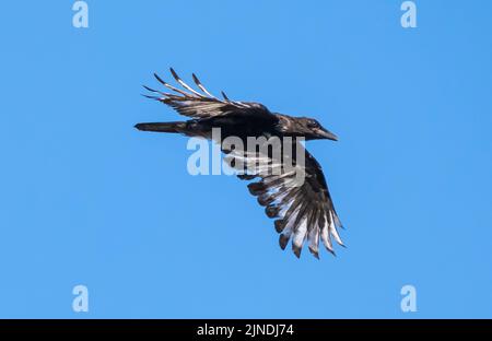 Corvo di Carrion (Corvus corone) che vola con le ali allungate contro il cielo blu, Regno Unito. Foto Stock