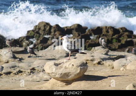 Primo piano di un gabbiano in piedi su una piccola roccia vicino a una spiaggia nella California meridionale. Molti altri gabbiani visti seduti sullo sfondo. Foto Stock
