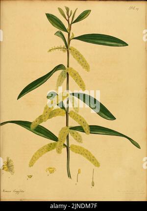Il botanico's repository per i nuovi e piante rare (9612288691) Foto Stock