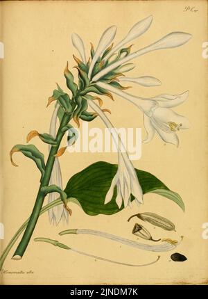 Il botanico's repository per i nuovi e piante rare (9612276455) Foto Stock
