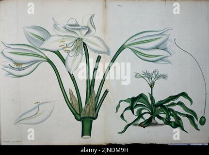 Il botanico's repository per i nuovi e piante rare (9612252905) Foto Stock