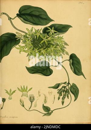 Il botanico's repository per i nuovi e piante rare (9615504380) Foto Stock