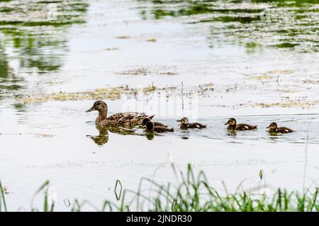 Un'anatra con giovani anatre nuota sull'acqua nell'affluente del Danubio. Foto Stock