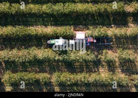 Coswig, Germania. 11th ago, 2022. Un trattore con un rimorchio da raccolta guida sopra una piantagione di chokeberry (vista aerea con un drone). La vendemmia è iniziata nei campi di bacche di Sassonia. Nel volgare, il chokeberry è anche chiamato cenere nobile di montagna o chokeberry nero. Credit: Sebastian Kahnert/dpa/Alamy Live News Foto Stock