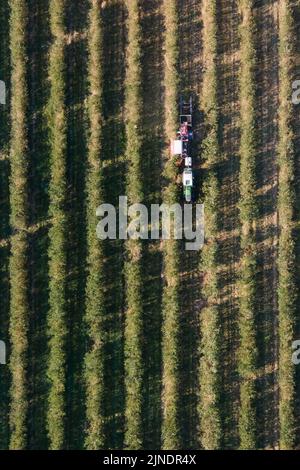 Coswig, Germania. 11th ago, 2022. Un trattore con un rimorchio da raccolta guida sopra una piantagione di chokeberry (vista aerea con un drone). La vendemmia è iniziata nei campi di bacche di Sassonia. Nel volgare, il chokeberry è anche chiamato cenere nobile di montagna o chokeberry nero. Credit: Sebastian Kahnert/dpa/Alamy Live News Foto Stock