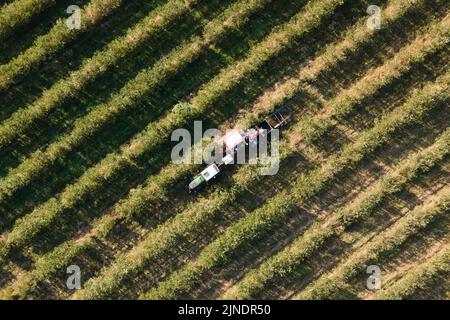 Coswig, Germania. 11th ago, 2022. Un trattore con un rimorchio da raccolta guida sopra una piantagione di chokeberry (vista aerea con un drone). La vendemmia è iniziata nei campi di bacche di Sassonia. Nel volgare, il chokeberry è anche chiamato cenere nobile di montagna o chokeberry nero. Credit: Sebastian Kahnert/dpa/Alamy Live News Foto Stock