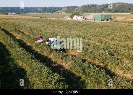 Coswig, Germania. 11th ago, 2022. Un trattore con un rimorchio da raccolta guida sopra una piantagione di chokeberry (vista aerea con un drone). La vendemmia è iniziata nei campi di bacche di Sassonia. Nel volgare, il chokeberry è anche chiamato cenere nobile di montagna o chokeberry nero. Credit: Sebastian Kahnert/dpa/Alamy Live News Foto Stock