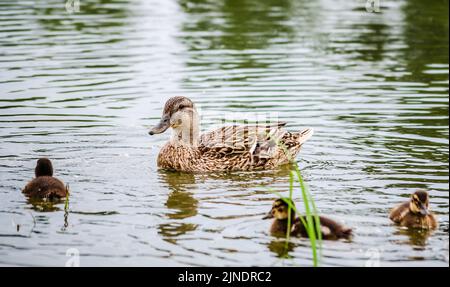 Un'anatra con giovani anatre nuota sull'acqua nell'affluente del Danubio. Foto Stock