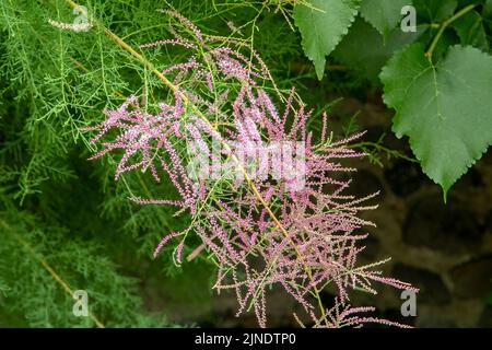 Tamarix parviflora, Tamarisk Foto Stock