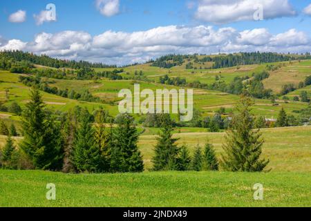 paesaggio rurale transcarpaziano. alberi e prati erbosi sulle colline ai piedi del crinale borzhava montagna. caldo sole nel mese di settembre Foto Stock