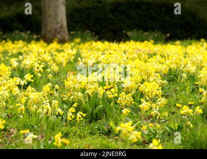 Cowslips gialli che crescono insieme maggio 2021 Foto Stock