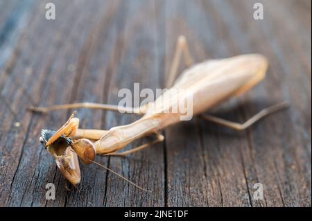 Il mantis di preghiera europeo mangia un piccolo insetto su un asse di legno Foto Stock