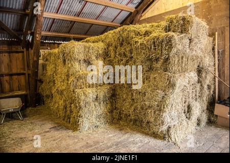 Un primo piano di un Stack di fieno secco in Un fienile Foto Stock