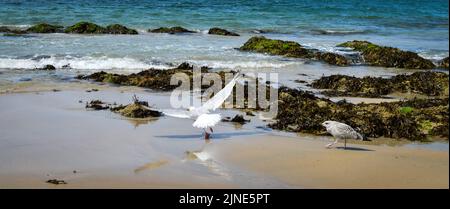 Mouette et goéland sur la plage de Batz-sur-Mer Foto Stock
