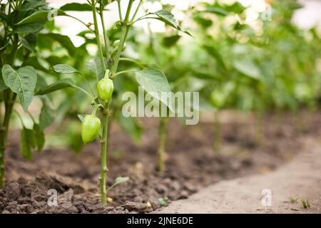 peperoni verdi che crescono nella serra Foto Stock
