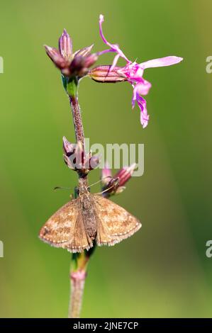 Dingy Skipper (Erynnis tages) è una farfalla della famiglia Hesperidae. Dingy Skipper Butterfly (Erynnis case) guardando verso il basso e riposando su un pur Foto Stock