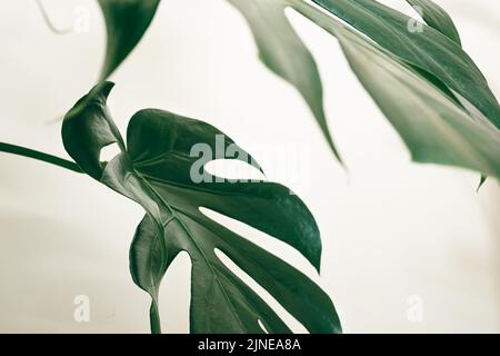 Foglie di Monstera o di formaggio svizzero primo piano come sfondo tropicale foglie Foto Stock