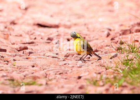 Western Yellow Wagtail piuma di preda di uccelli (Motacilla flava) Foto Stock
