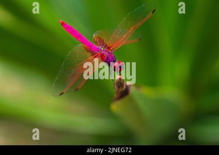 grider di palude di crimson- una libellula rosa appollaiata sulla punta di una foglia Foto Stock