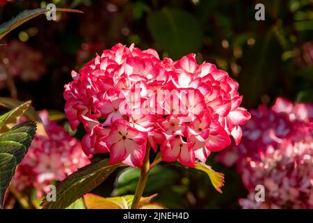 Hydrangea macrophylla, jumbo pinta kimono Hydrangea Foto Stock